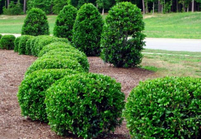 green shrub for trimming and pruning Colonial Lawn & Garden