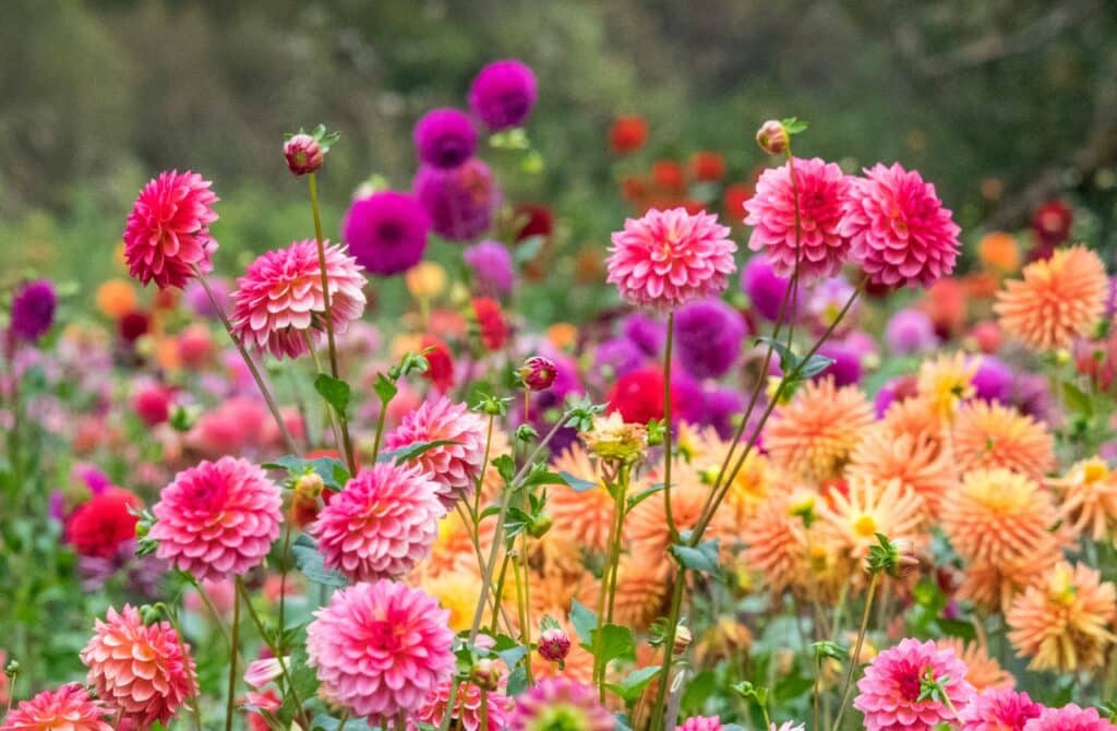 washington flowers dahlias