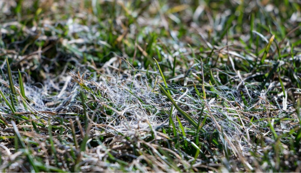 snow mold on grass colonial lawn and garden can provide treatment
