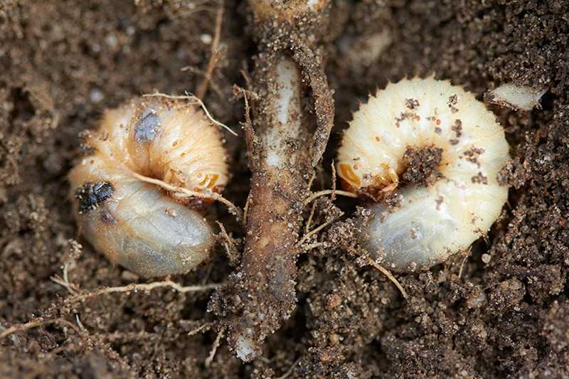 Pests control, insect, agriculture. Larva of chafer eats plant root. Colonial Lawn and Garden