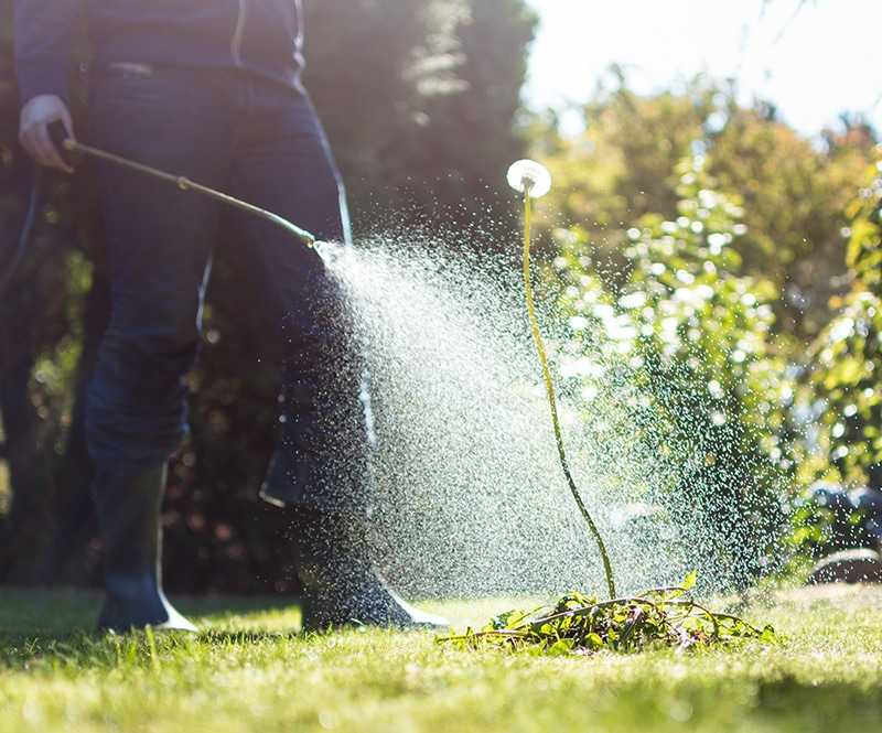 Spraying weeds in the garden Colonial Lawn and Garden