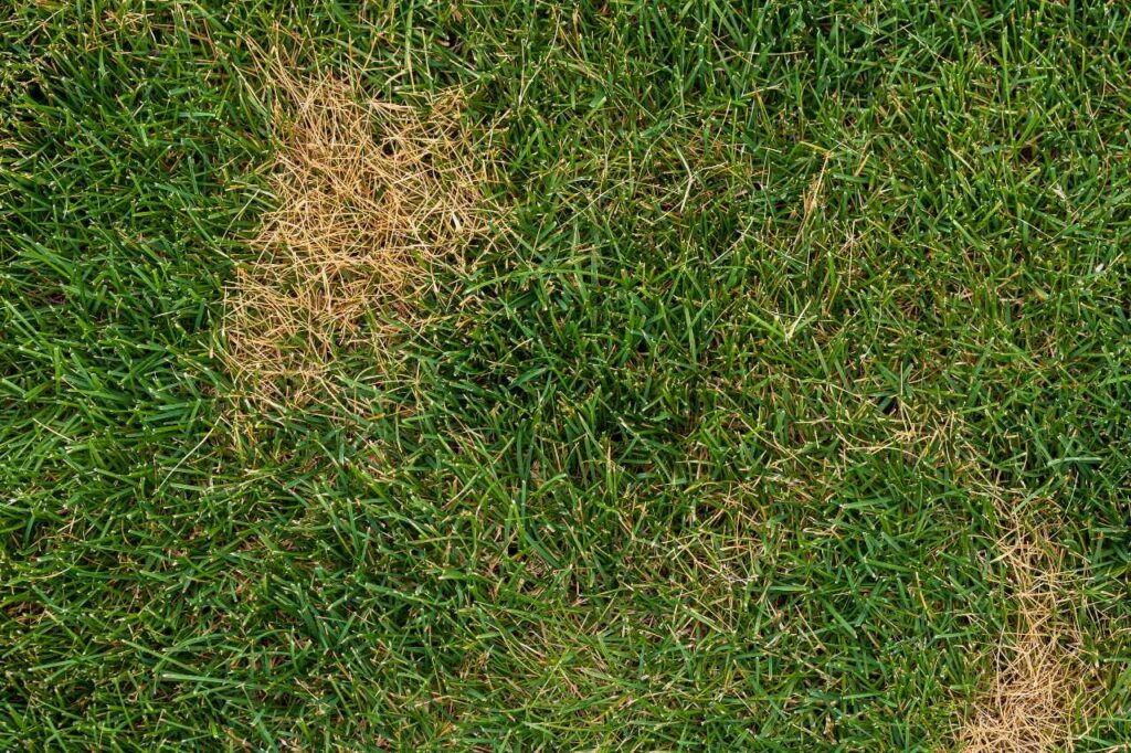 lawn diseases fusarium patch Colonial Lawn and Garden