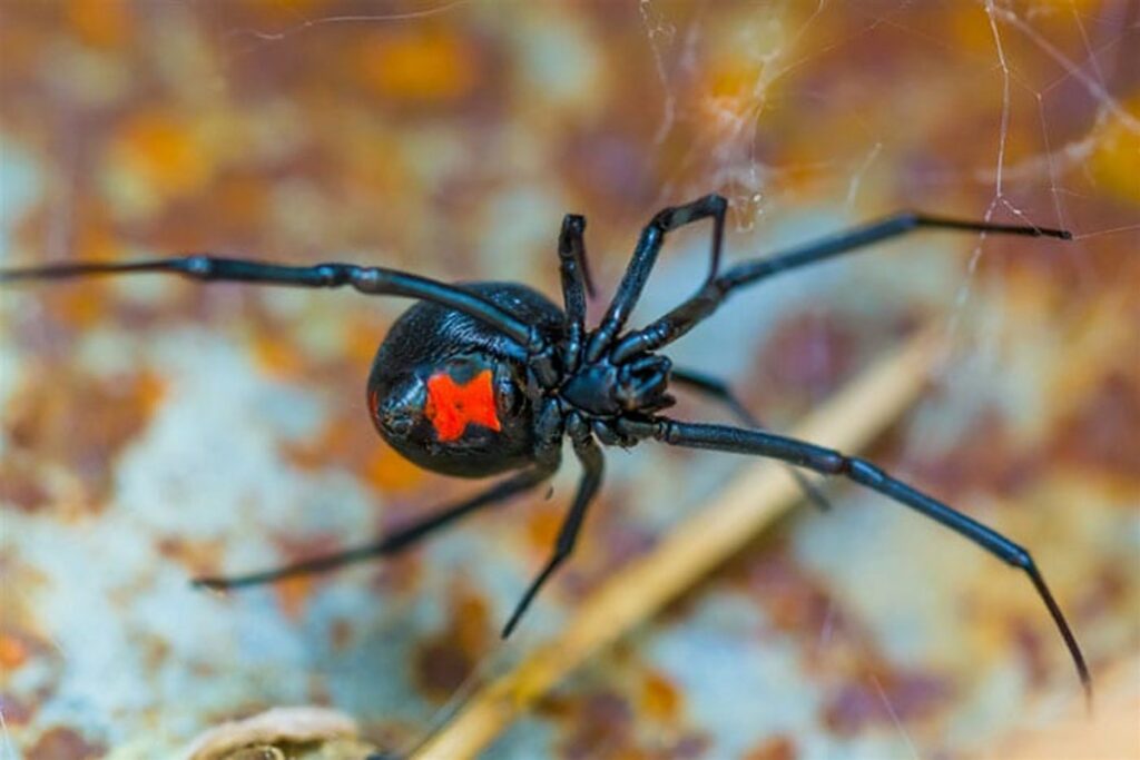 black spider - lawn pest Colonial Lawn and Garden