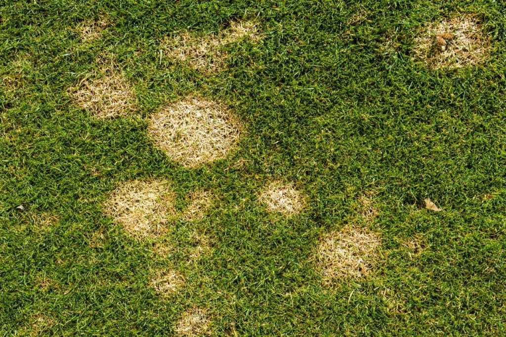 brown patch Yakima lawn diseases