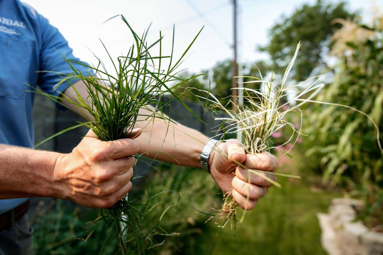 a photo comparing healthy grass with non healthy grass