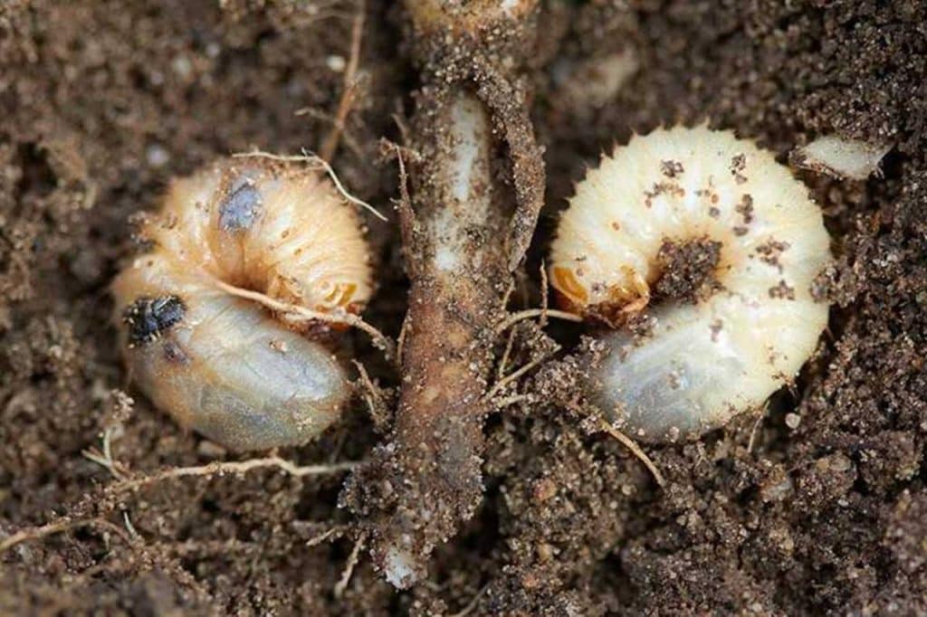 a photo of grubs in the soil