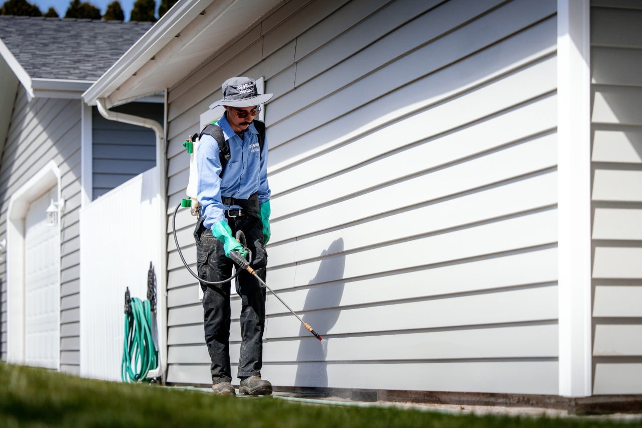 pest control treatment