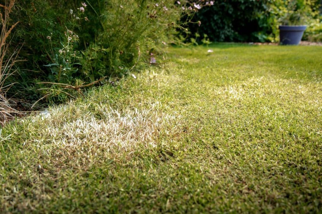 Tri-Cities summer lawn care tips